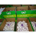 High Quality New Crop Normal White Garlic